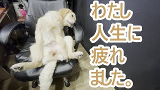 わたくし人生に疲れてしまいました。ゴールデンレトリバーの子犬ティト。