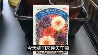 种矢车菊（播种）how to grow bachelor button seeds