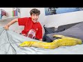 a Giant SNAKE in my Bedroom!