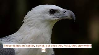 White-Bellied Sea Eagle: Facts You Won't Believe!