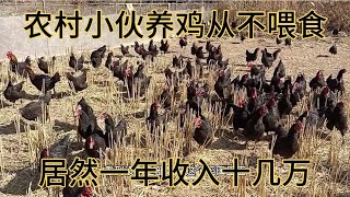 农村小伙养鸡从不喂食，他年收入却有十几万，他是怎么做到的。