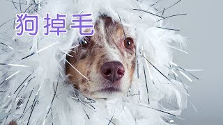 狗狗掉毛怎么办？|养狗教学Dog Care Tips:Dogs Hair Loss