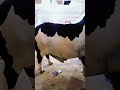 Black Bulls Video | Heavy Weight Cow Breed |Qurbani |Cow Videos 2024 | Mandi latest Video #FQ #Short