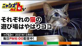 《第762回》どの猫もクローゼットは大人気のようで、下僕としては大変頭がいたいところ。