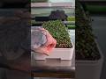 🥳 Unboxing our NEW Microgreen Tray Kit!! #microgreens