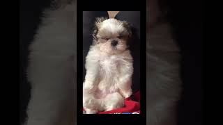 【爆睡】全然起きない#子犬の日常 #子犬 #こいぬのいる暮らし #ペット動画 #子犬を飼う #シーズー #シーズー大好き #シーズー子犬 #シーズー犬