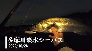 多摩川淡水シーバス　10/24