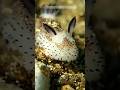 Sea Bunnies | Cute but Deadly