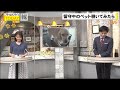 水玉のスカートの宮澤智アナ