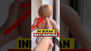 Boneka Bayi ini Sangat Mirip Dengan Bayi Manusia‼️