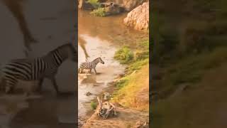 zebra survives crocodile but lion is waiting | wildlife status | #shorts #viral #wildlife