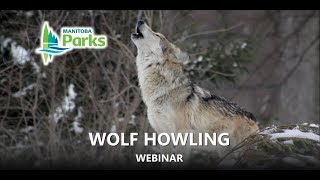 Wolf Howl Webinar