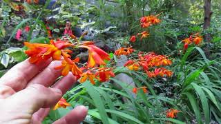 Crocosmia a perennial flower from Africa