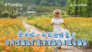 全台唯一水田金針花！日月潭頭社「黃澄澄花海」現在最美｜ETtoday旅遊雲