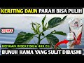 🔴 KERITING DAUN PARAH BISA PULIH DENGAN INSEKTISIDA 400 EC BASMI HAMA YANG KEBAL #petanicabesubang