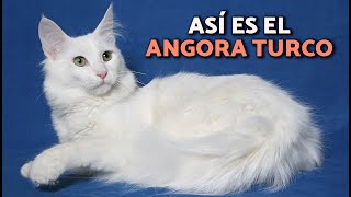 Gato ANGORA TURCO 😻Todo sobre la RAZA (historia, características y cuidados)