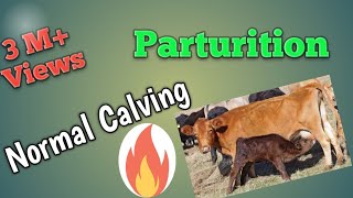 Normal Calving (Parturition) in the Cow