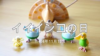 【セキセイインコ】いいインコの日【1115】