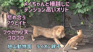 旭山動物園　メイちゃんと柵越しにテンション高いオリト　オリトに怒られて慰め合うフウとイト　フウのヘソ天　オリト＆イオちゃんファミリー　Orito \u0026 Io family　Lion family