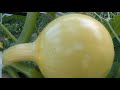 full pumpkin vs. potatoes growth time lapse from sprouts to harvervest in 90 days