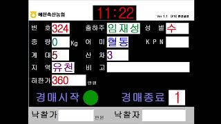 예천축산농협 11월 13일 경매가축시장