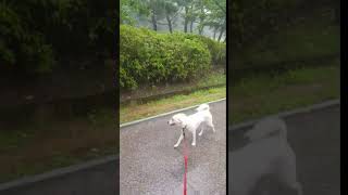 개 키우면 안되는 이유 #Shorts | The Reason Why You Should Not Have A Dog