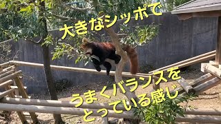 【暑さで動きも鈍くなってきている様子の西山動物園レッサーパンダ達】～Nishiyama Zoo Red Panda～