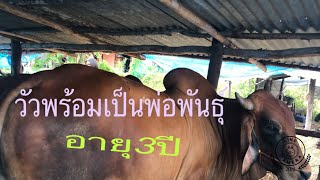 เปิดราคาวัวบรามันแดงพร้อมเป็นพ่อพันธุ์อายุ3ปี