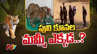 పులి కూనల మమ్మీ ఎక్కడ? | Tiger 108 | Ntv