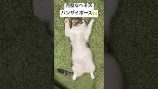 へそ天バンザイポーズ #短足マンチカン #マンチカン #猫のいる暮らし #猫好きさんと繋がりたい #猫のいる生活