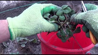 Planting strawberry plants and ash fertilization