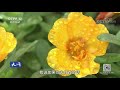 识面追凶【天网 20170918】