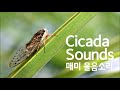 cicada sound effect 매미 울음소리 asmr