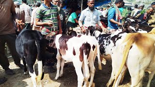 অরণ খোলার পশুর হাটে ৩৫ হাজার টাকা থেকে খুব ভালো মানের বকনা দেখুন।