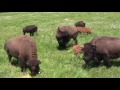 buffalo calves having a snack