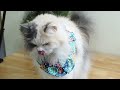 sirichai fabric diy dog and cat bandana with ruffles ผ้าพันคอหมาแมวมีระบาย