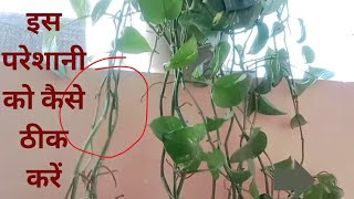 मनी प्लांट के बारे में किसी ने नहीं बताई होगी यह जानकारी। my secret money plant bushy and healthy...