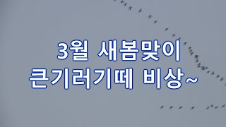 23년 3월 새봄맞이 큰기러기떼 비상