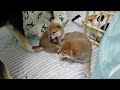 one month shiba puppies cuddling