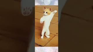 dancing cat part 2 ( Mai nachu Aaj chham chham chham ) #KhanSheikh