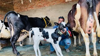 Live milking 👍 ਇੱਕ ਤਾਜ਼ੀ ਸੂਈ ਗਾਂ 👌🏻ਮਗਰ ਵੱਛੀ 💎💎ਇੱਕ ਗੱਬਣ ਗਾਂ ਵਿਕਾਉ 👌🏻👌🏻ਘੱਟ ਰੇਟ 😱😱Bawa dairy farm