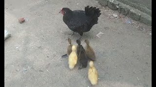 মা মুরগি এবং হাশের ছানা হাশের ছানা পালনের পদ্দোতি Mother Hen And Baby Duck  Duck Farming Part(14)