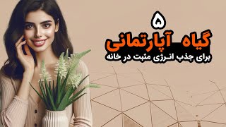 ۵ گیاه آپارتمانی برای جذب انرژی مثبت