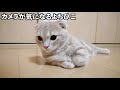 姉猫に相手をされなくて拗ねて寝る子猫。【マンチカン】