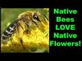 7 Easy to Grow Native Wildflowers Pollinators Love!
