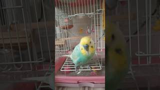 寝ぼけて出てきたのにロケットスタートをするインコ🐥関西弁のくーちゃん🐥#インコお喋り #手乗りインコ #セキセイインコ #癒し