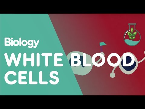 Do white blood cells have endoplasmic reticulum?