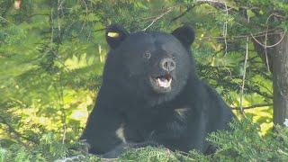 クマの足跡が畑に…相次ぐ人身被害10件・11人　出没350件　県や市町村、猟友会など緊急点検　5圏域「警報」発出中