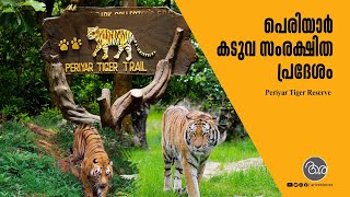 Periyar Tiger Reserve I പെരിയാർ കടുവ സംരക്ഷിത പ്രദേശം .