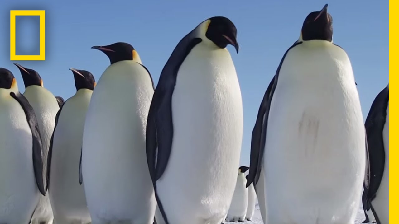 All About The Emperor Penguin | Continent 7: Antarctica - YouTube